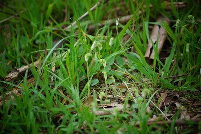 Pterostylis nana, photographed by Rod Lowther