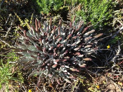 Dudleya attenuata, photographed by Adam J. Searcy