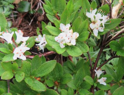 Rhododendron tschonoskii, photographed by Marco Mussita