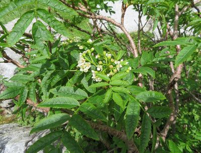 Sorbus sambucifolia, photographed by Marco Mussita