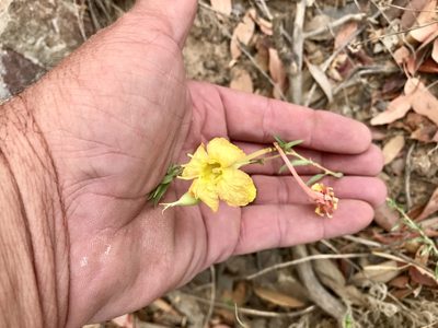 Oenothera toumeyi, photographed by CK2AZ