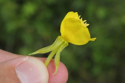 Oenothera parviflora, photographed by Quinten Wiegersma
