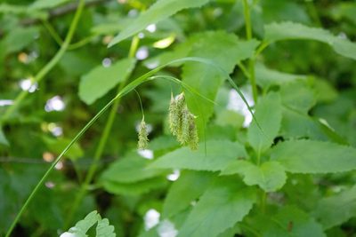Carex mertensii, photographed by Hilary Rose Dawson