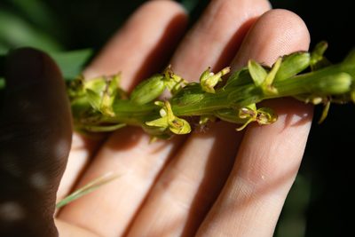 Platanthera stricta, photographed by Hilary Rose Dawson