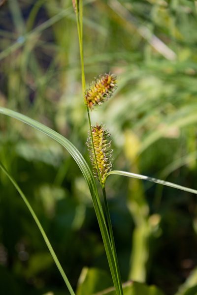 Carex exsiccata, photographed by Hilary Rose Dawson