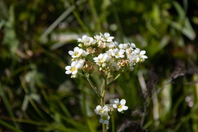 Boykinia major, photographed by Hilary Rose Dawson