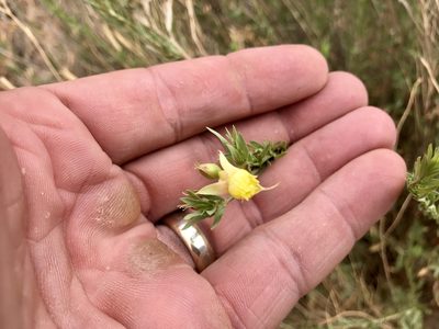 Oenothera toumeyi, photographed by CK2AZ