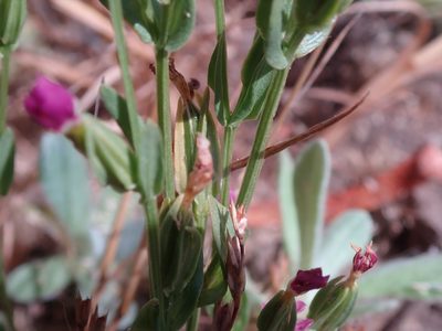 Zeltnera davyi, photographed by Henrik Kibak