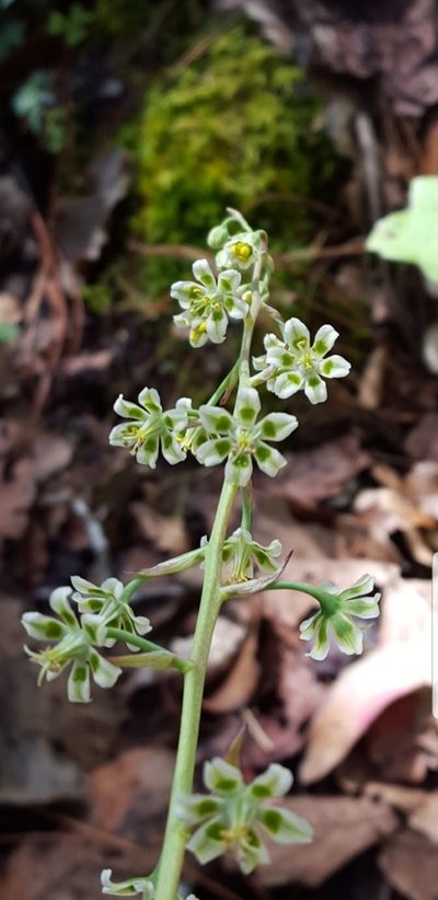 Anticlea hintoniorum, photographed by Eugenio Padilla
