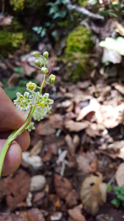 Anticlea hintoniorum, photographed by Eugenio Padilla