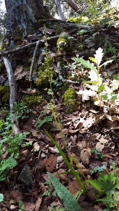 Anticlea hintoniorum, photographed by Eugenio Padilla