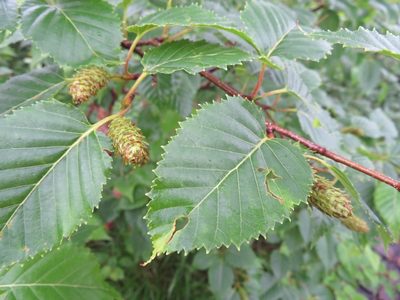 Betula ermanii, photographed by Marco Mussita