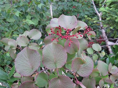 Viburnum furcatum, photographed by Marco Mussita