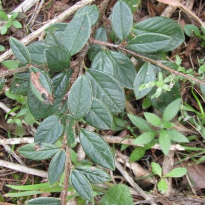 Cotoneaster simonsii, photographed by wild_wind