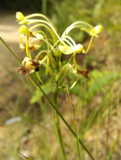 Habenaria linguella, photographed by portioid