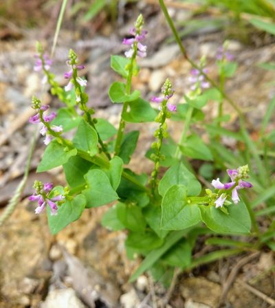Salomonia cantoniensis, photographed by portioid