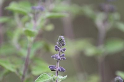 Salvia melissodora, photographed by José Belem Hernández Díaz
