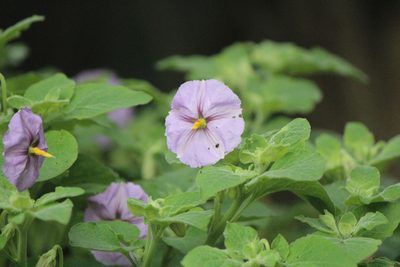Lycianthes dejecta, photographed by José Belem Hernández Díaz
