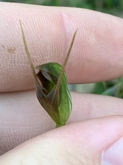 Pterostylis erecta, photographed by Guy Taseski