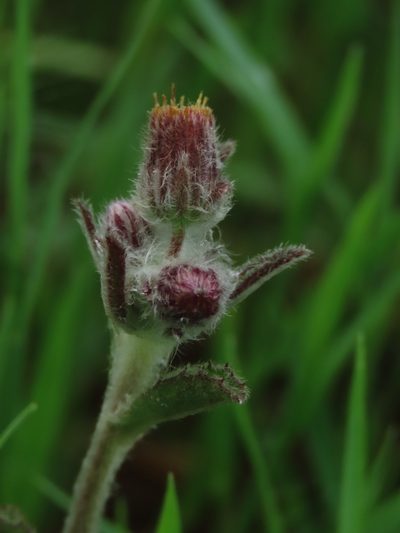 Blumea hieraciifolia, photographed by chiuluan