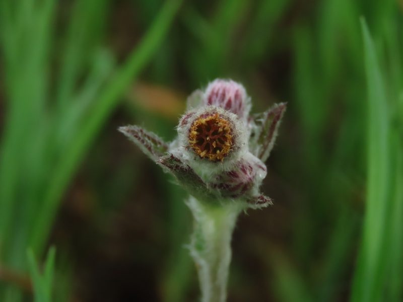 Blumea hieraciifolia, photographed by chiuluan