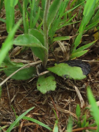 Blumea hieraciifolia, photographed by chiuluan