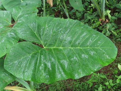 Xanthosoma sagittifolium, photographed by chiuluan