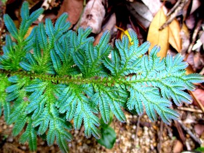 Selaginella willdenowii, photographed by Al Kordesch