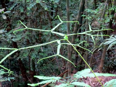 Sticheroides truncata, photographed by Al Kordesch