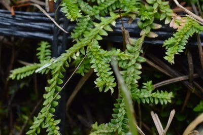 Selaginella helvetica, photographed by Irene Saltini
