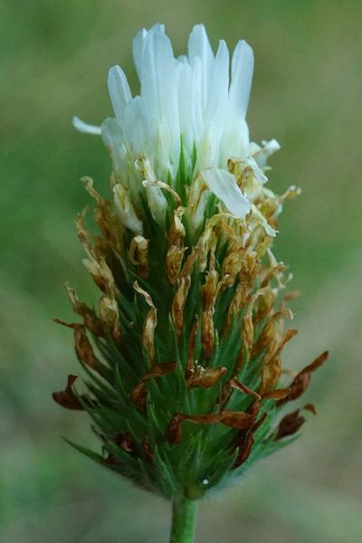 Trifolium alexandrinum, photographed by Patrick Hacker