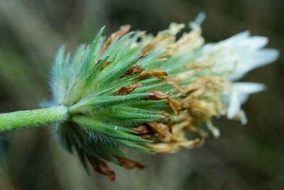 Trifolium alexandrinum, photographed by Patrick Hacker