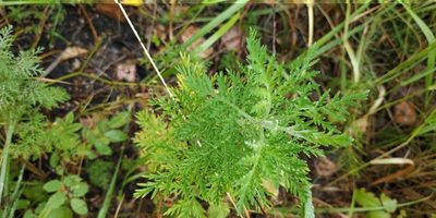 Artemisia macrantha, photographed by Yurii Basov