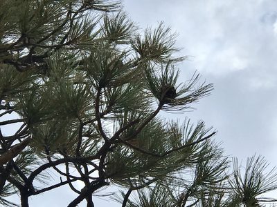 Pinus engelmannii, photographed by CK2AZ