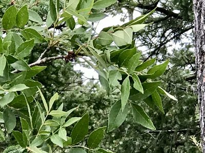 Fraxinus papillosa, photographed by CK2AZ
