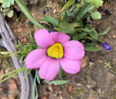 Moraea versicolor, photographed by Cecile Roux