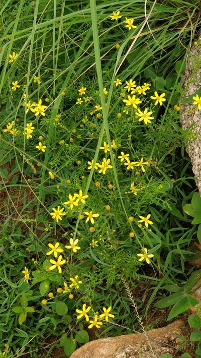 Senecio tenuifolius, photographed by Suhel Quader