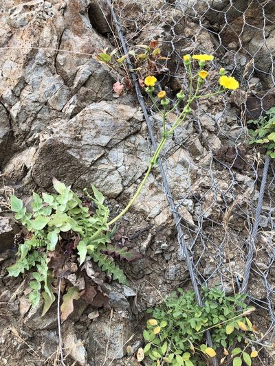Sonchus radicatus, photographed by laiet17