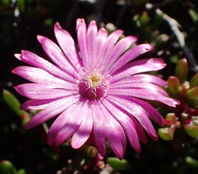 Delosperma virens, photographed by Nicola van Berkel
