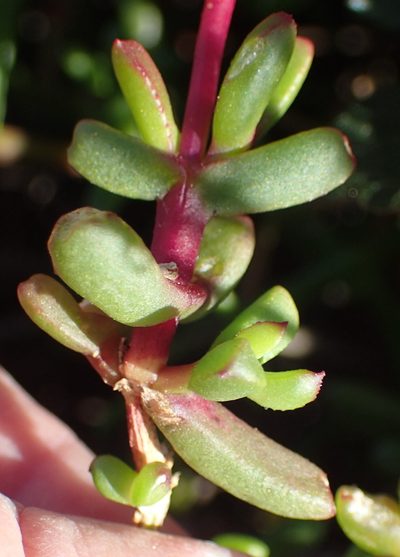 Delosperma virens, photographed by Nicola van Berkel
