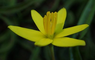 Pauridia flaccida, photographed by Nicola van Berkel
