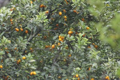 Citrus japonica, photographed by Juan Cruzado Cortés