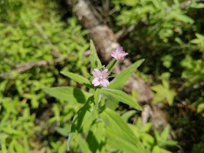 Epilobium parviflorum, photographed by agbelliveau