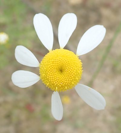 Foveolina tenella, photographed by Peter Warren