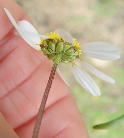 Foveolina tenella, photographed by Peter Warren