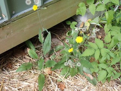 Hieracium lachenalii, photographed by Claire Moxon-Waltz