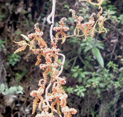 Cyrtochilum methonica, photographed by desertnaturalist