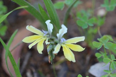 Babiana odorata, photographed by Cecile Roux