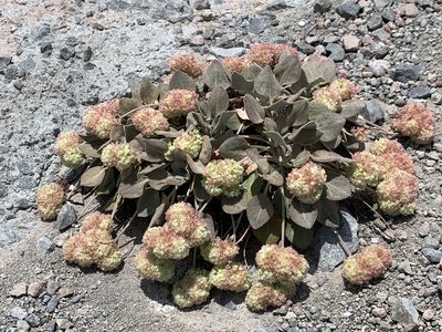 Eriogonum lobbii, photographed by Leah Gardner