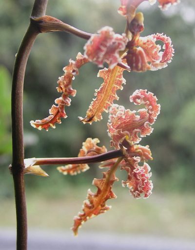 Cyrtochilum methonica, photographed by desertnaturalist